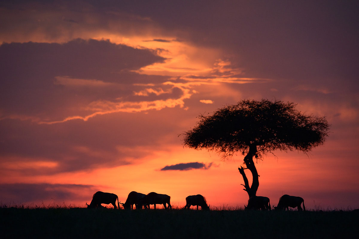Safari în Kenya